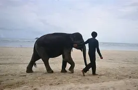 非洲沙蚤治疗完整视频 非洲沙蚤治疗完整视频